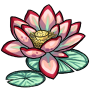 Draqua Lotus Flower